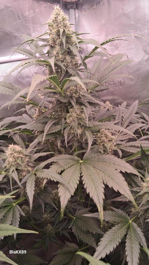 Banana Purple Auto. Week 7