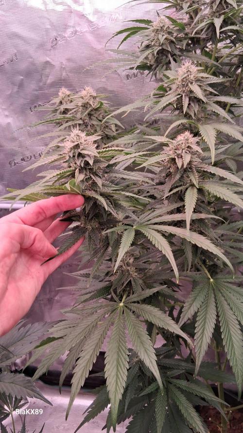Mendo Frost Auto ❄️ 🏆. Week 7