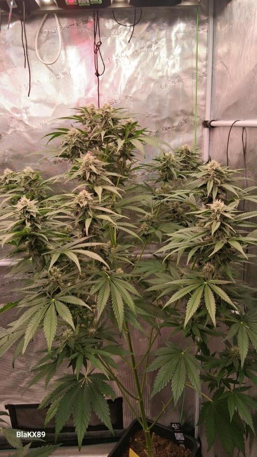 Mendo Frost Auto ❄️ 🏆. Week 7