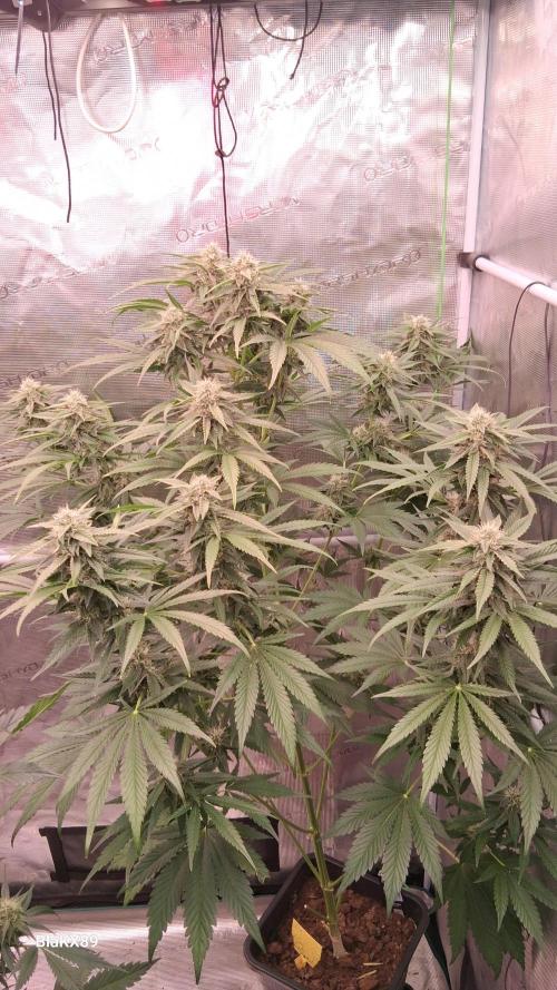 Mendo Frost Auto ❄️ 🏆. Week 7