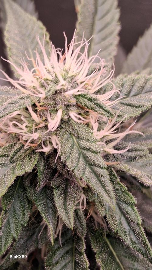 Mendo Frost Auto ❄️ 🏆. Week 7