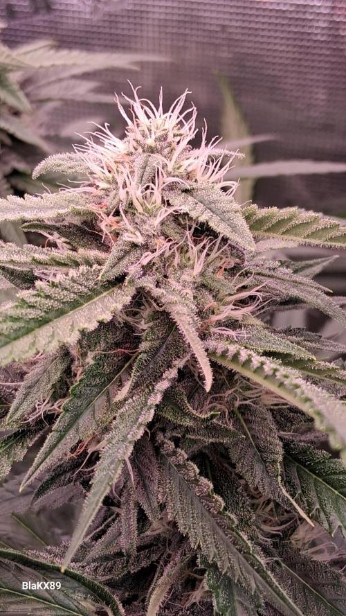 Mendo Frost Auto ❄️ 🏆. Week 7