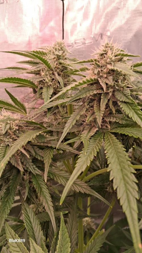 Mendo Frost Auto ❄️ 🏆. Week 7
