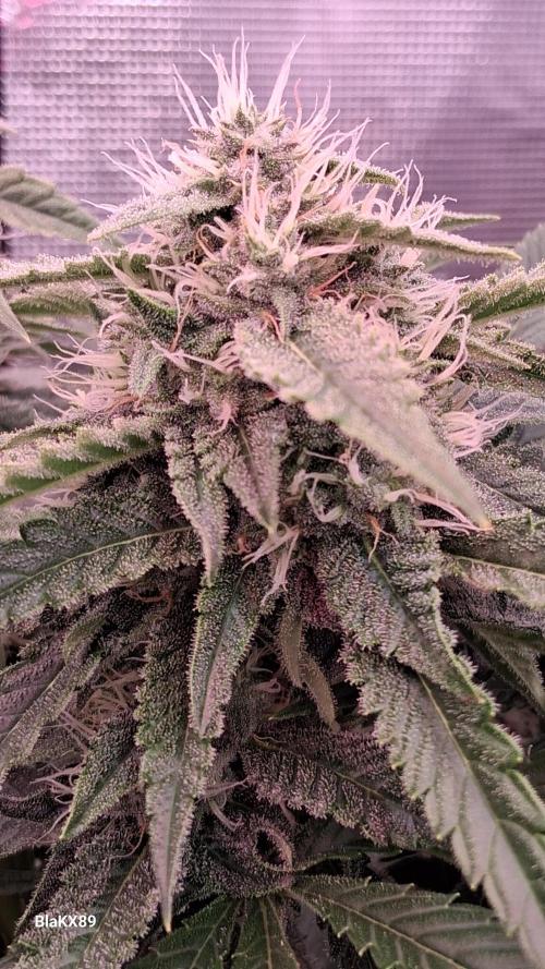 Mendo Frost Auto ❄️ 🏆. Week 7