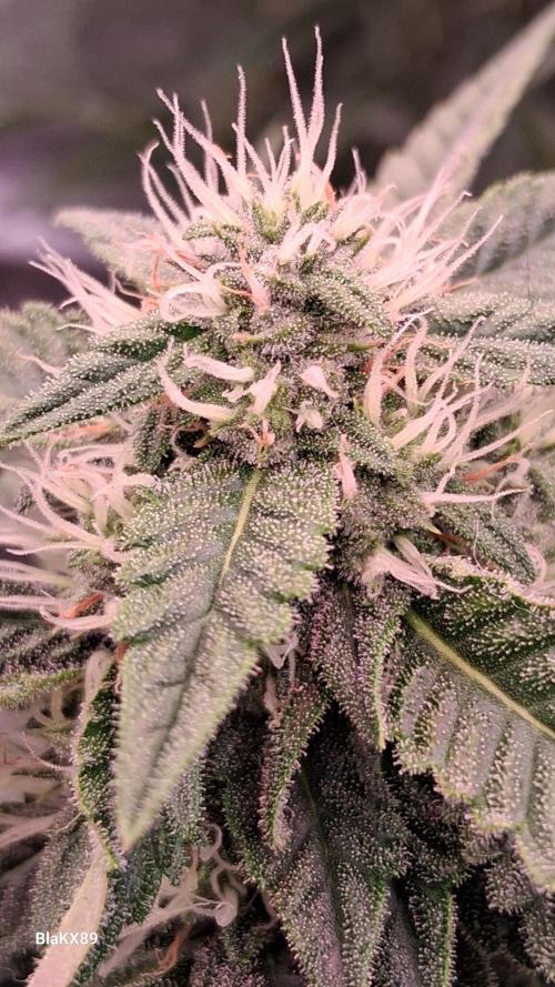 Mendo Frost Auto ❄️ 🏆. Week 7
