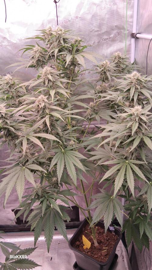 Mendo Frost Auto ❄️ 🏆. Week 7