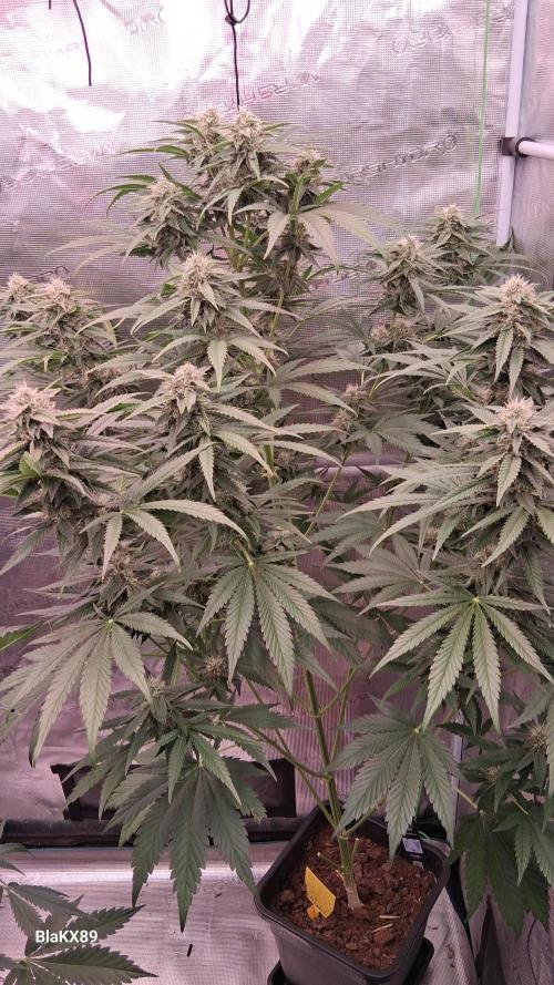 Mendo Frost Auto ❄️ 🏆. Week 7