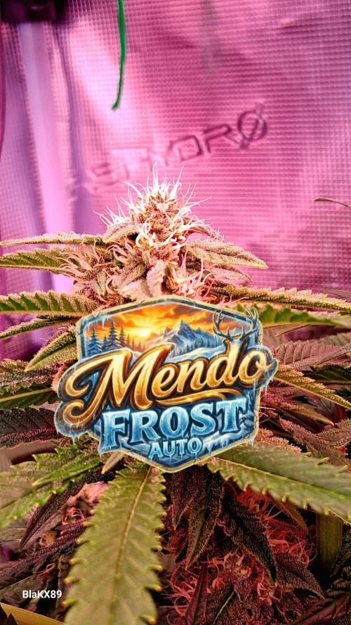 Mendo Frost Auto ❄️ 🏆. Week 7