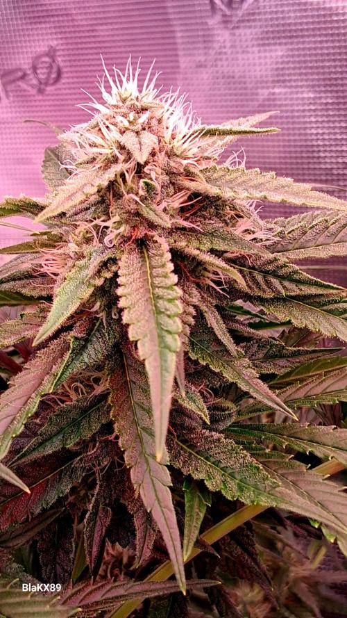 Mendo Frost Auto ❄️ 🏆. Week 7