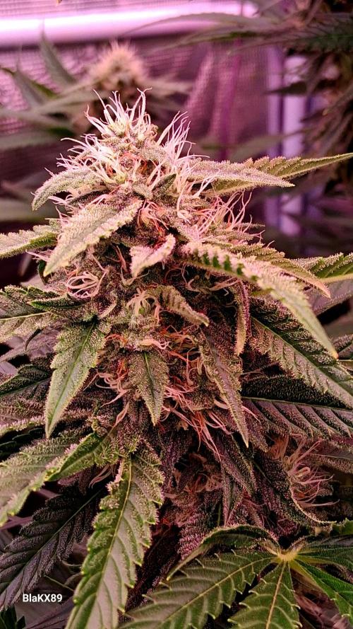 Mendo Frost Auto ❄️ 🏆. Week 7