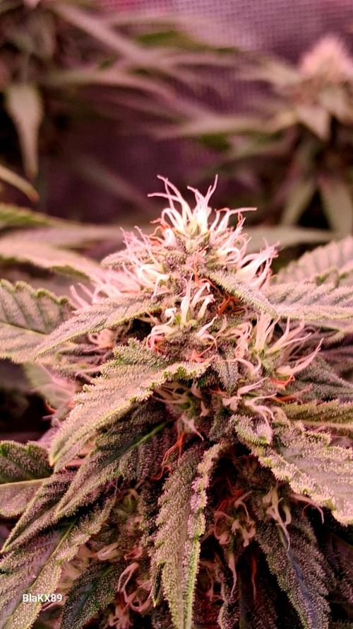Mendo Frost Auto ❄️ 🏆. Week 7