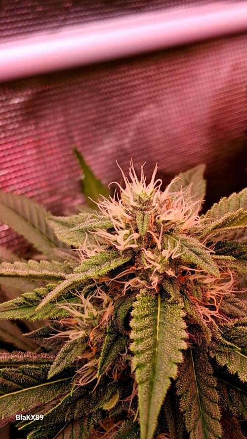 Mendo Frost Auto ❄️ 🏆. Week 7