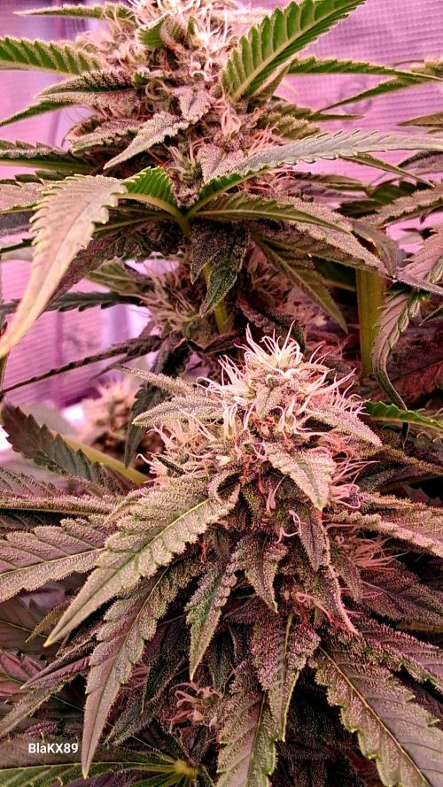 Mendo Frost Auto ❄️ 🏆. Week 7