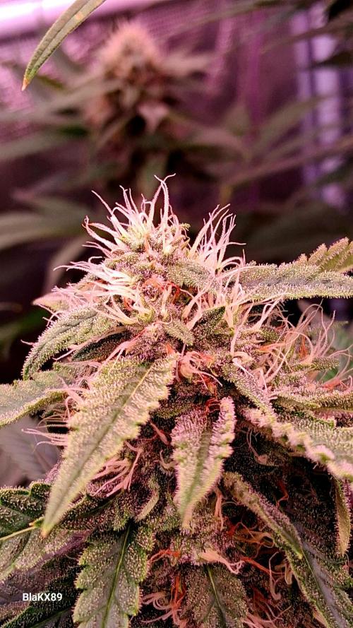 Mendo Frost Auto ❄️ 🏆. Week 7