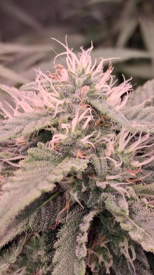 Mendo Frost Auto ❄️ 🏆