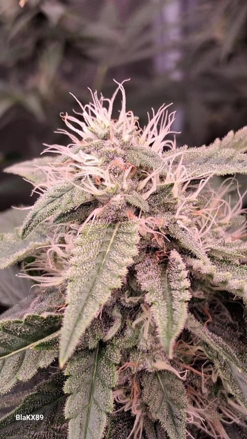 Mendo Frost Auto ❄️ 🏆. Week 7
