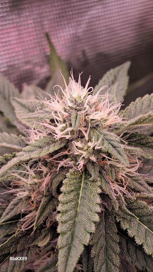 Mendo Frost Auto ❄️ 🏆. Week 7