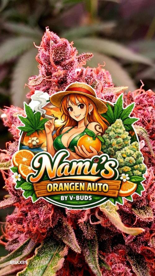 Auto | Namis Orangen von V-Buds mit EPN. Week 8