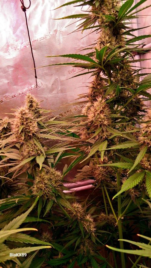 Guava Runtz Auto - Champion Line 🏆. Week 7