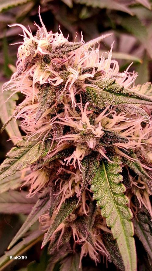 Guava Runtz Auto - Champion Line 🏆. Week 7