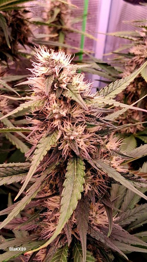 Guava Runtz Auto - Champion Line 🏆. Week 7