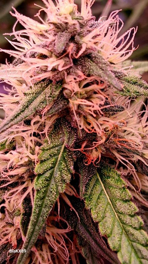 Guava Runtz Auto - Champion Line 🏆. Week 7