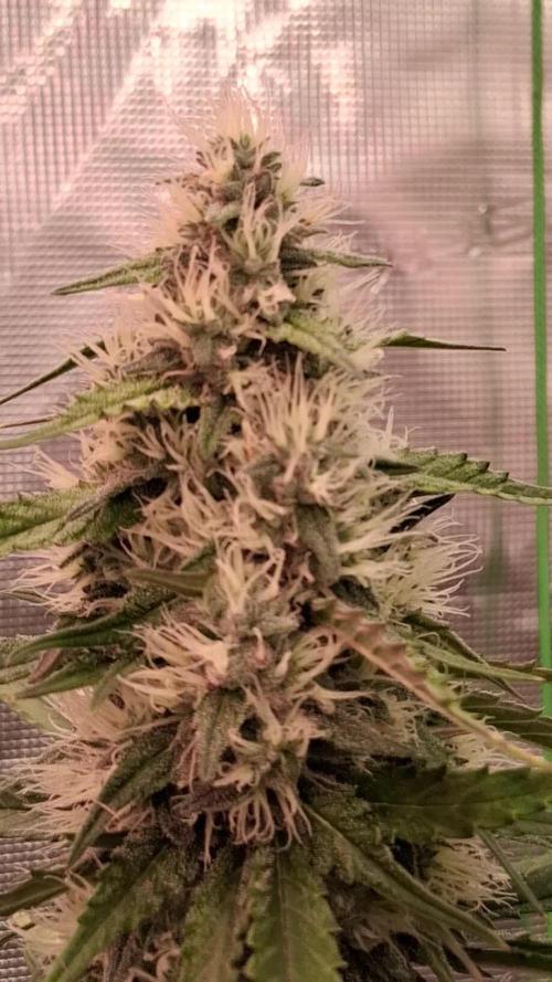 Guava Runtz Auto - Champion Line 🏆