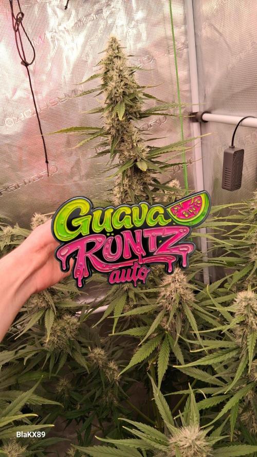 Guava Runtz Auto - Champion Line 🏆. Week 7