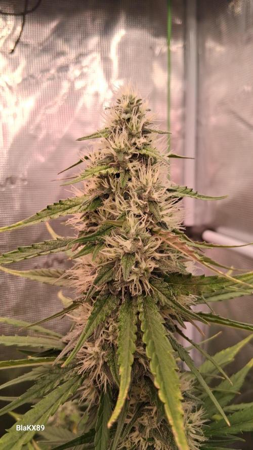 Guava Runtz Auto - Champion Line 🏆. Week 7