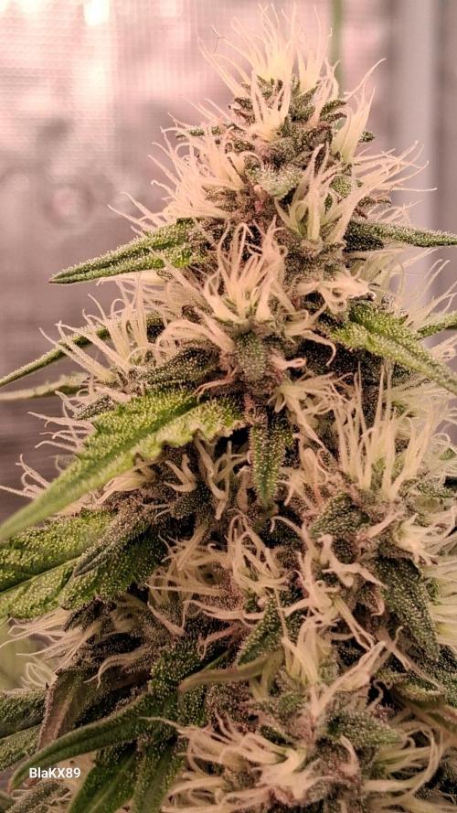 Guava Runtz Auto - Champion Line 🏆. Week 7
