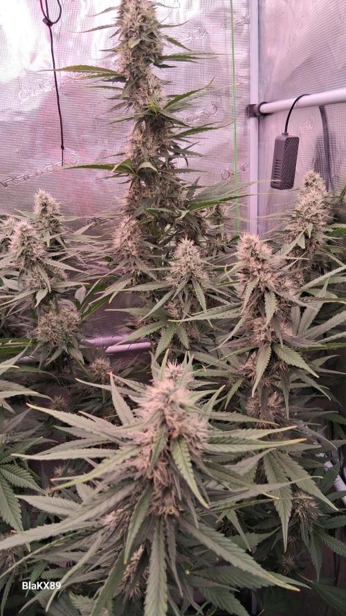 Guava Runtz Auto - Champion Line 🏆. Week 7