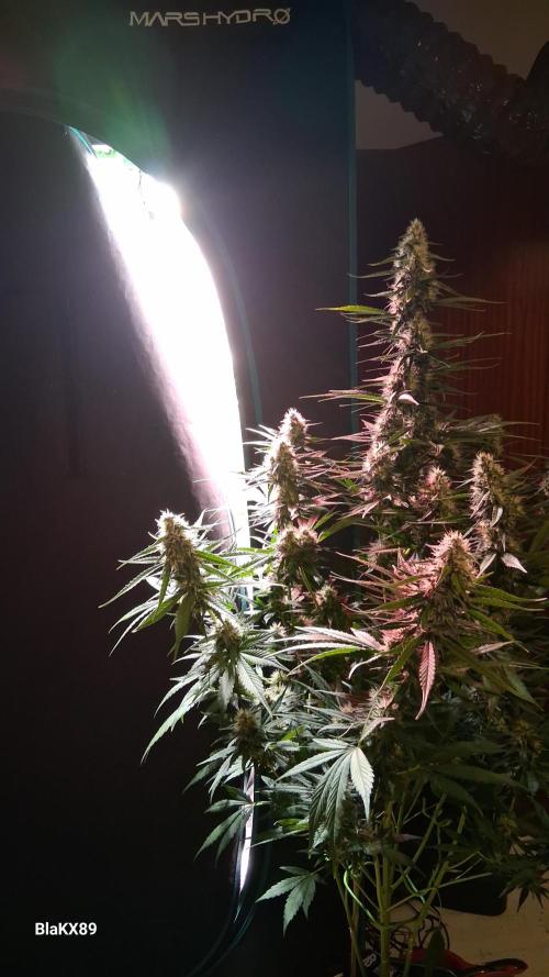 Guava Runtz Auto - Champion Line 🏆. Week 7