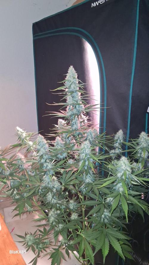 Guava Runtz Auto - Champion Line 🏆. Week 7