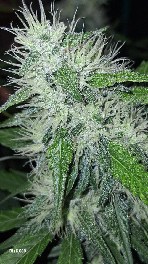 Guava Runtz Auto - Champion Line 🏆. Week 7