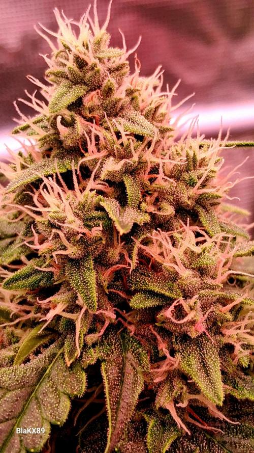 Banana Purple Auto | Paradise Seeds. Week 7