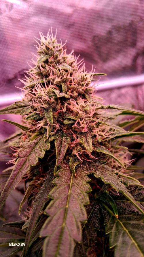 Banana Purple Auto | Paradise Seeds. Week 7