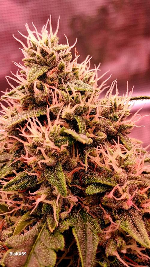 Banana Purple Auto. Week 7
