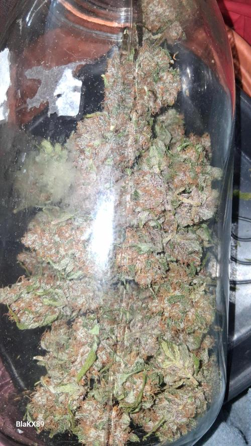 Auto | Namis Orangen von V-Buds mit EPN. Week 8