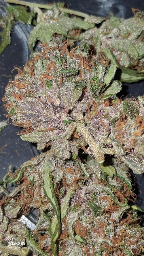 Auto | Namis Orangen von V-Buds mit EPN. Week 8
