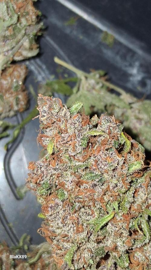 Auto | Namis Orangen von V-Buds mit EPN. Week 8