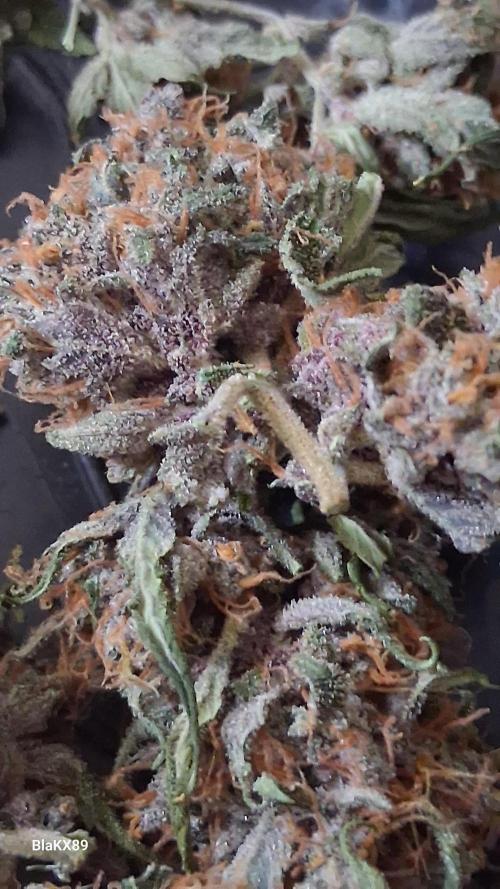 Auto | Namis Orangen von V-Buds mit EPN. Week 8
