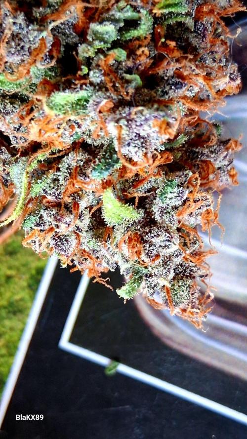 Auto | Namis Orangen von V-Buds mit EPN. Week 8