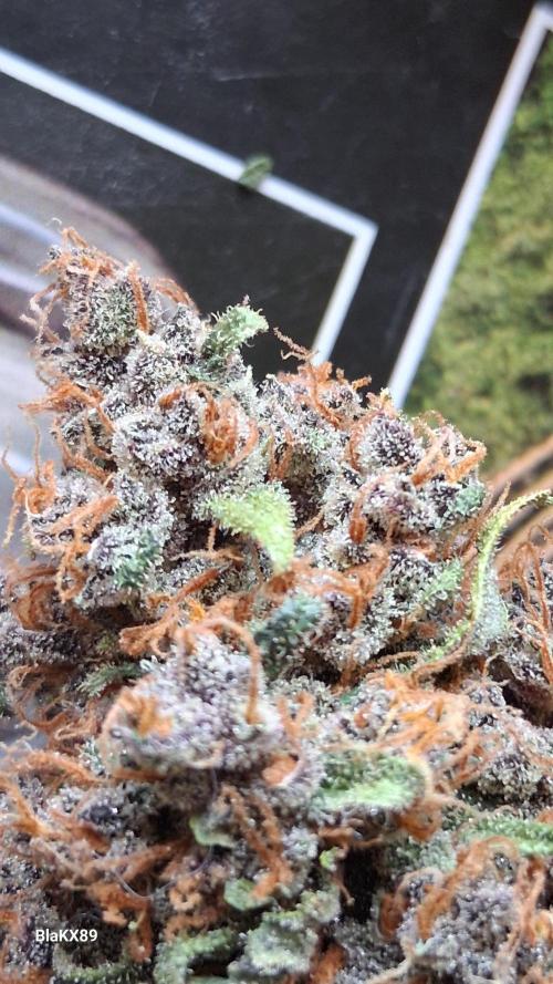 Auto | Namis Orangen von V-Buds mit EPN. Week 8