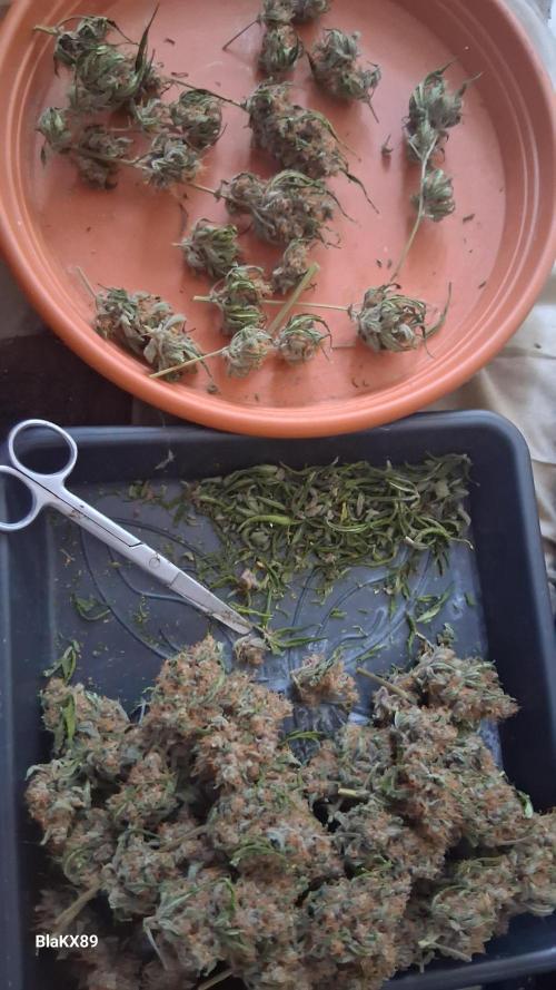 Auto | Namis Orangen von V-Buds mit EPN. Week 8