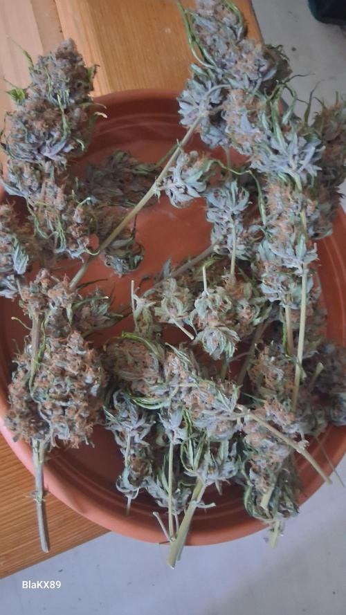 Auto | Namis Orangen von V-Buds mit EPN. Week 8