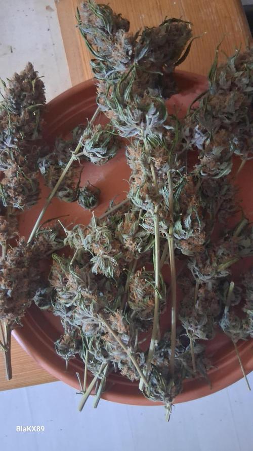 Auto | Namis Orangen von V-Buds mit EPN. Week 8