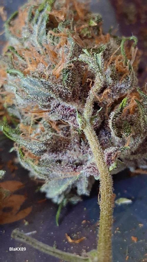 Auto | Namis Orangen von V-Buds mit EPN. Week 8