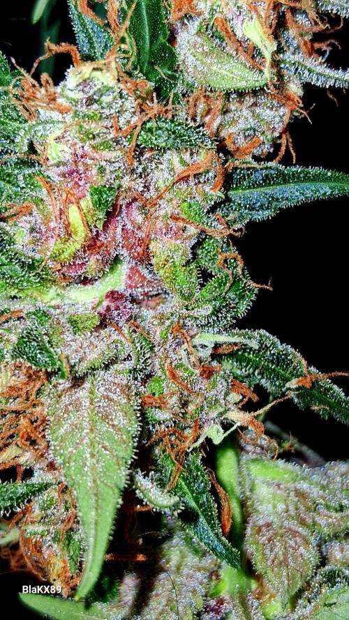 Auto | Namis Orangen von V-Buds mit EPN. Week 8