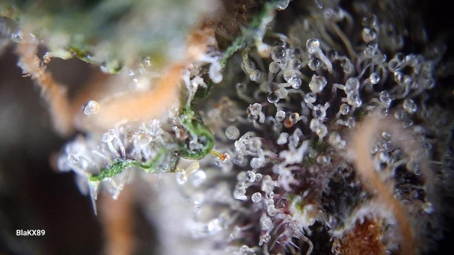 Auto | Namis Orangen von V-Buds mit EPN. Week 8