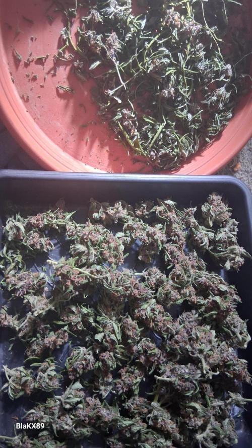 Purple Lemonade Auto RF3 😈🥤3️⃣. Week 8